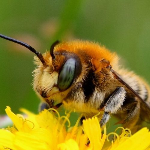 Makro " Biene wird neugierig"